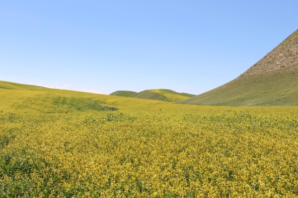 两角尖尖吃青草，蓝天白云满山跑指代表什么生肖，深度解答解释落实_8i74.54.17