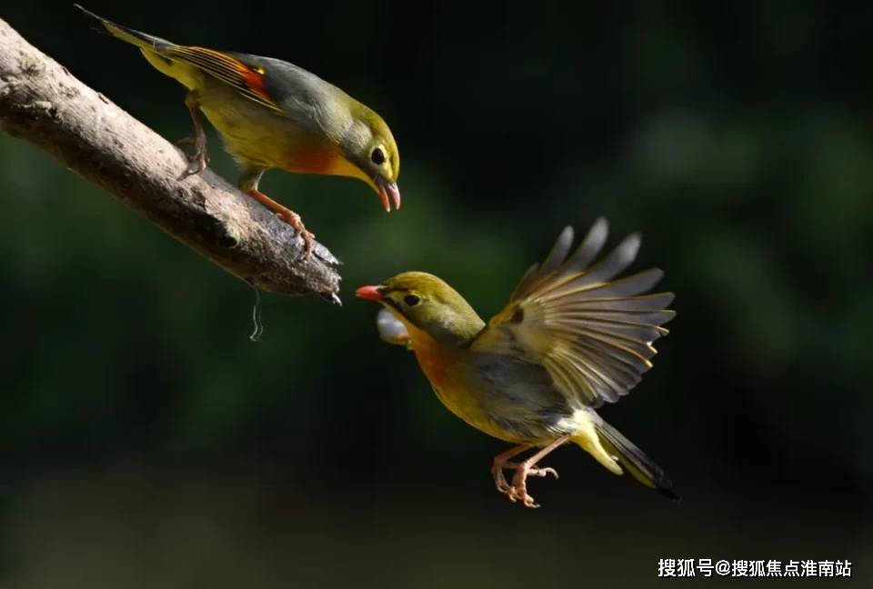 岡山雙雞望眼啄 晴空四鳥掠月賞  打一准确生肖，实证解答解释落实_3169.81.96